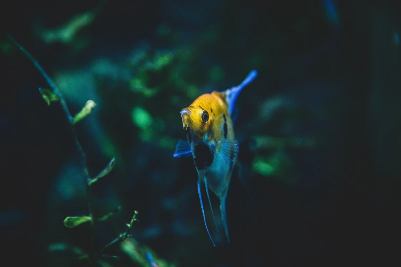 an aquarium fish with a yellow head is in the water