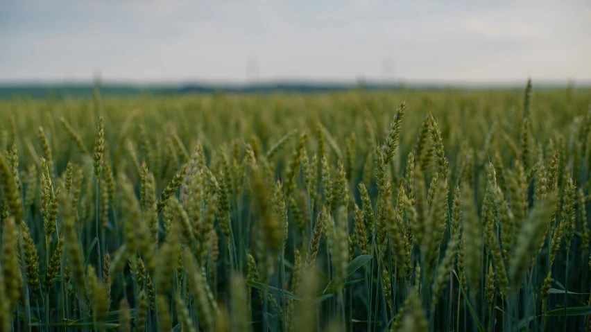 a large field of tall green grass