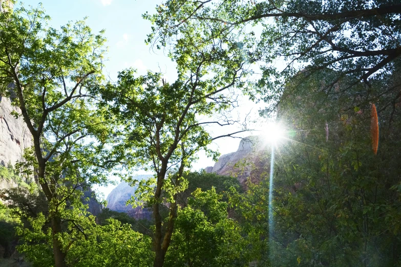 trees against the blue sky with bright light coming in