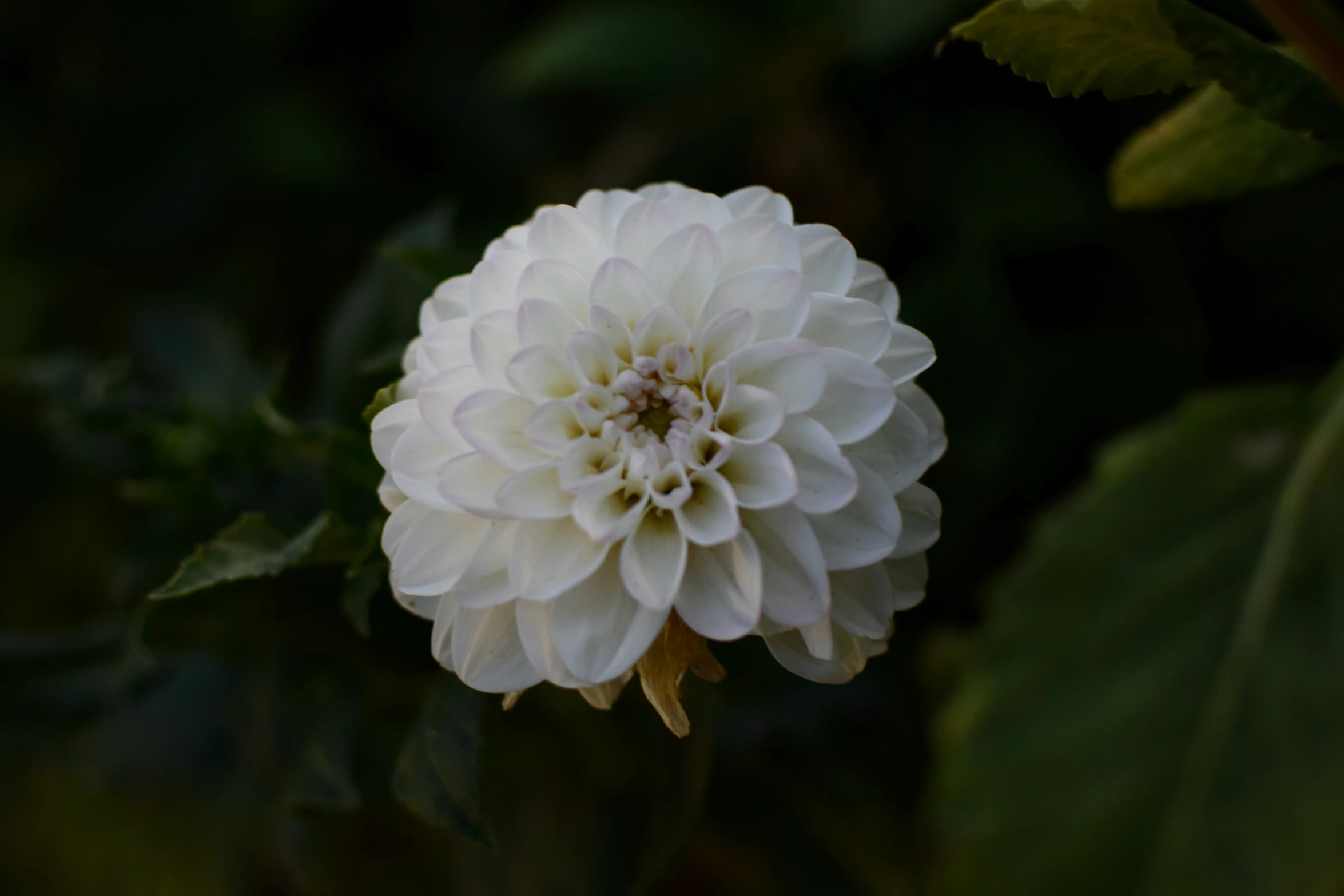 white flower with green leaves on dark background