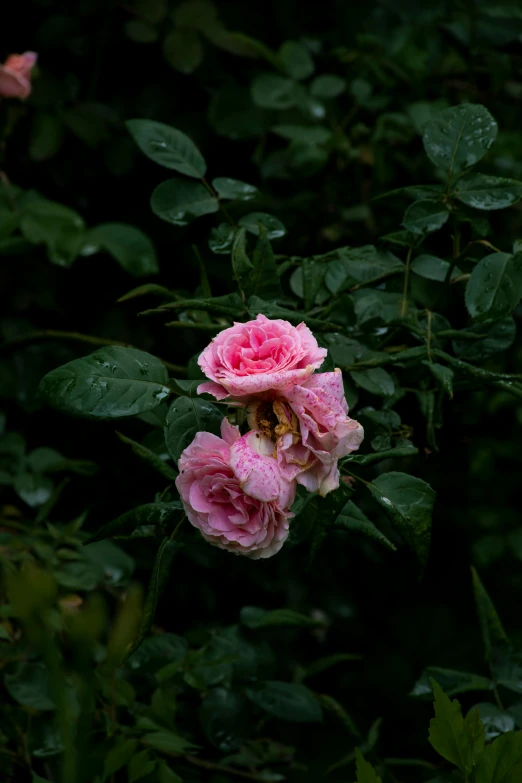 flowers growing in the midst of lots of green leaves