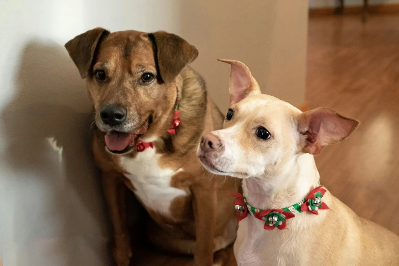 two dogs in different collars on each side of the wall