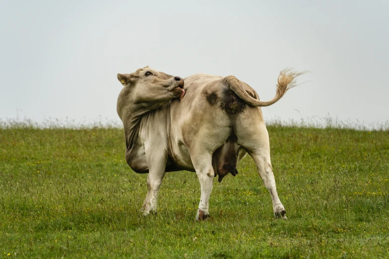 this is an image of a cow in the middle of a field