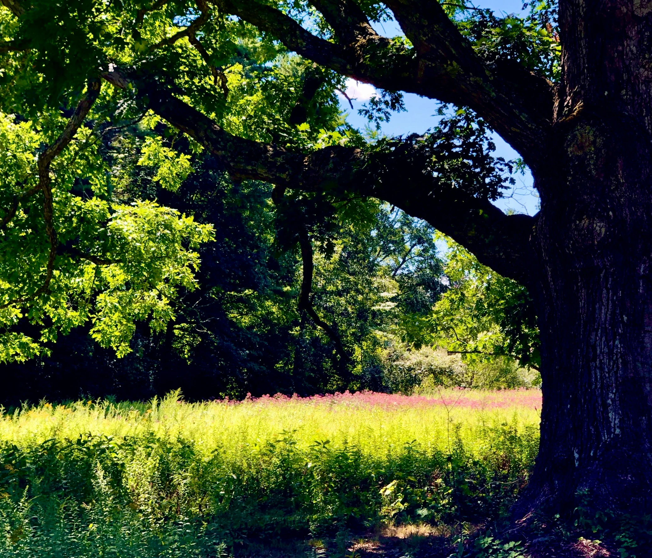 a large tree with grass near by in the forest