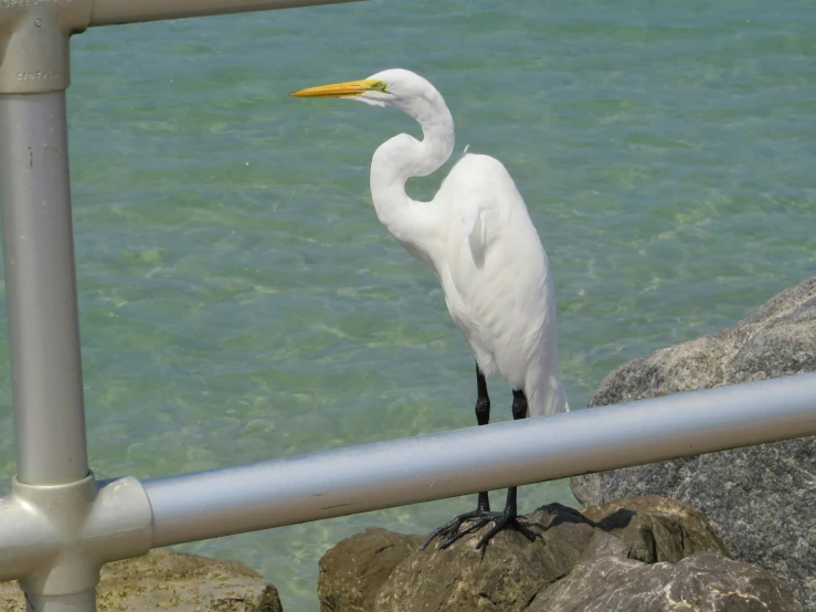 the bird is standing on a stone ledge looking out over water