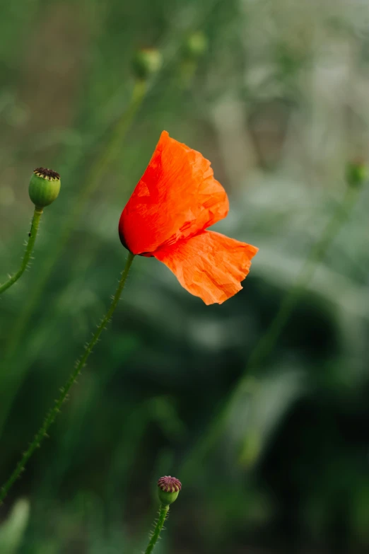 a close - up view of a single orange flower