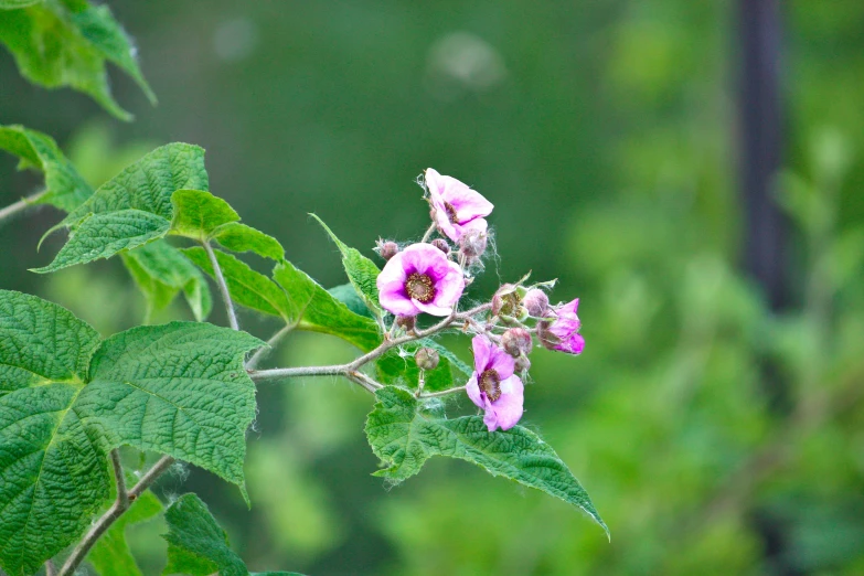 pink flower with green leaves on a tree