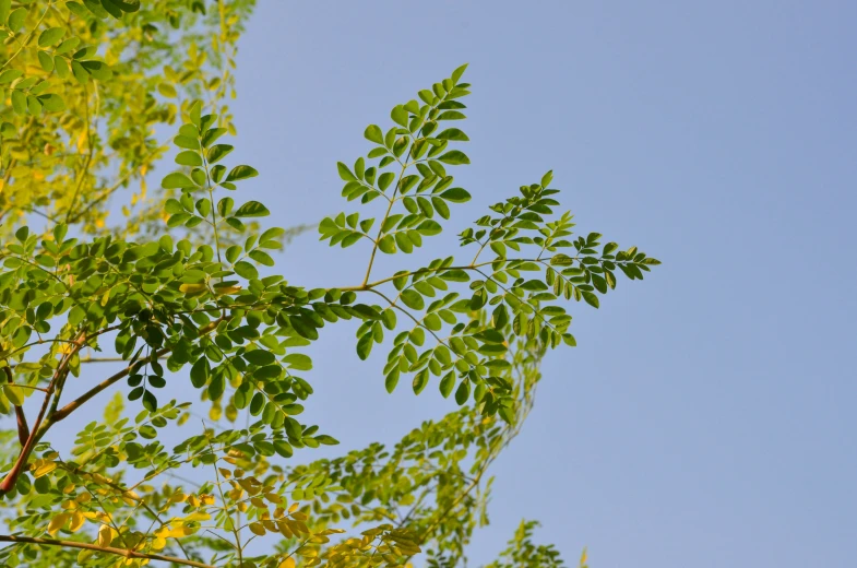 a nch with several leaves is pictured against the sky