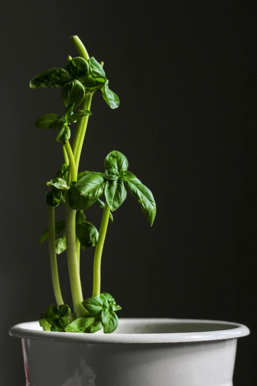 a group of green beans sprouting in a container