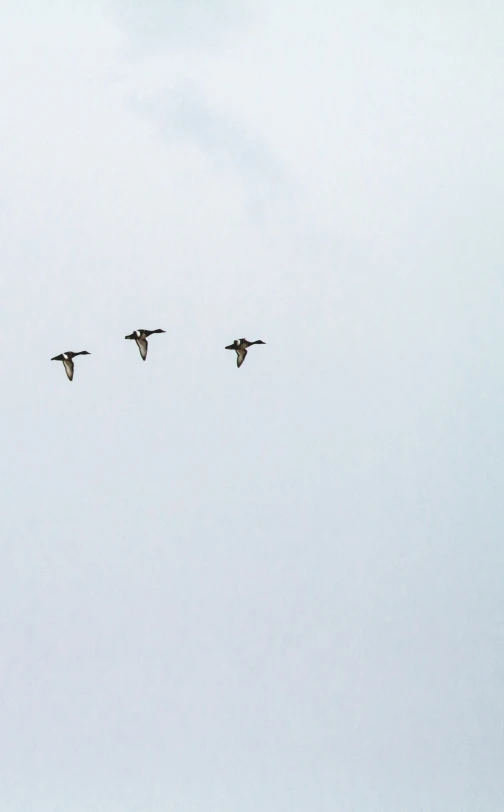 three birds in the air flying in formation