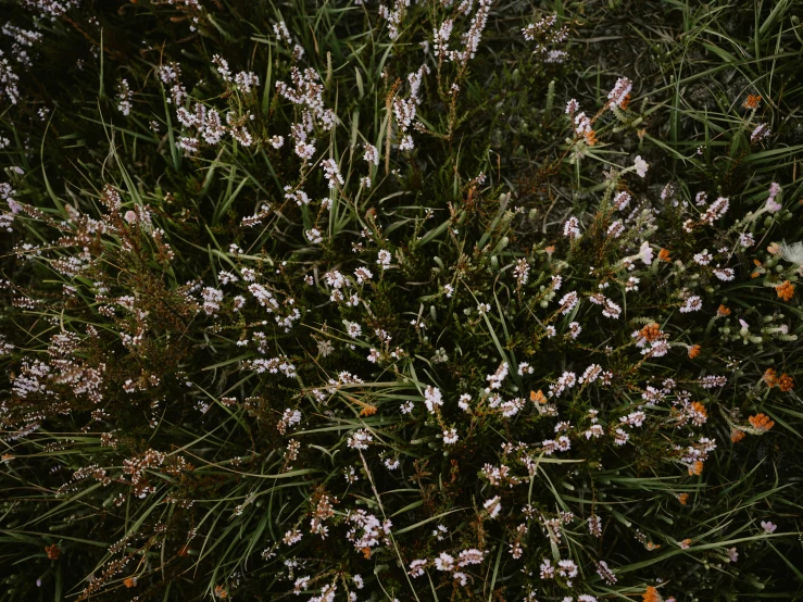 there are many white flowers that are on the grass