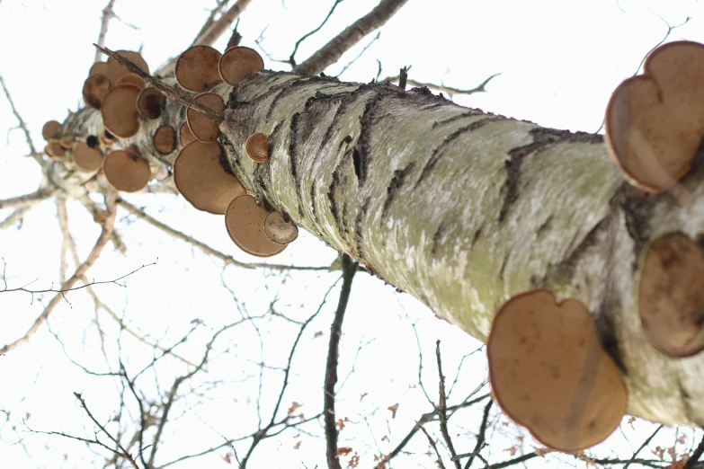 a very close - up view of a tree with lots of brown leaves