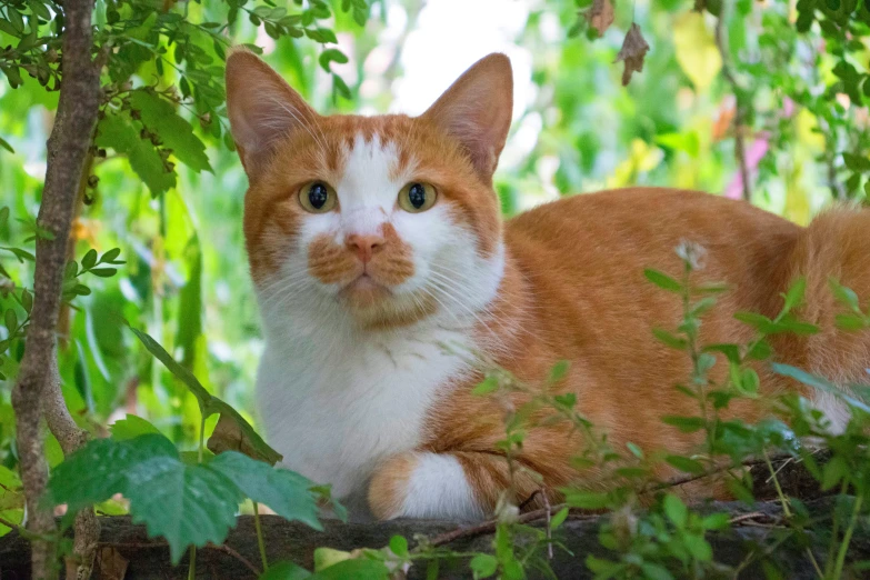 an orange and white cat is laying in the leaves