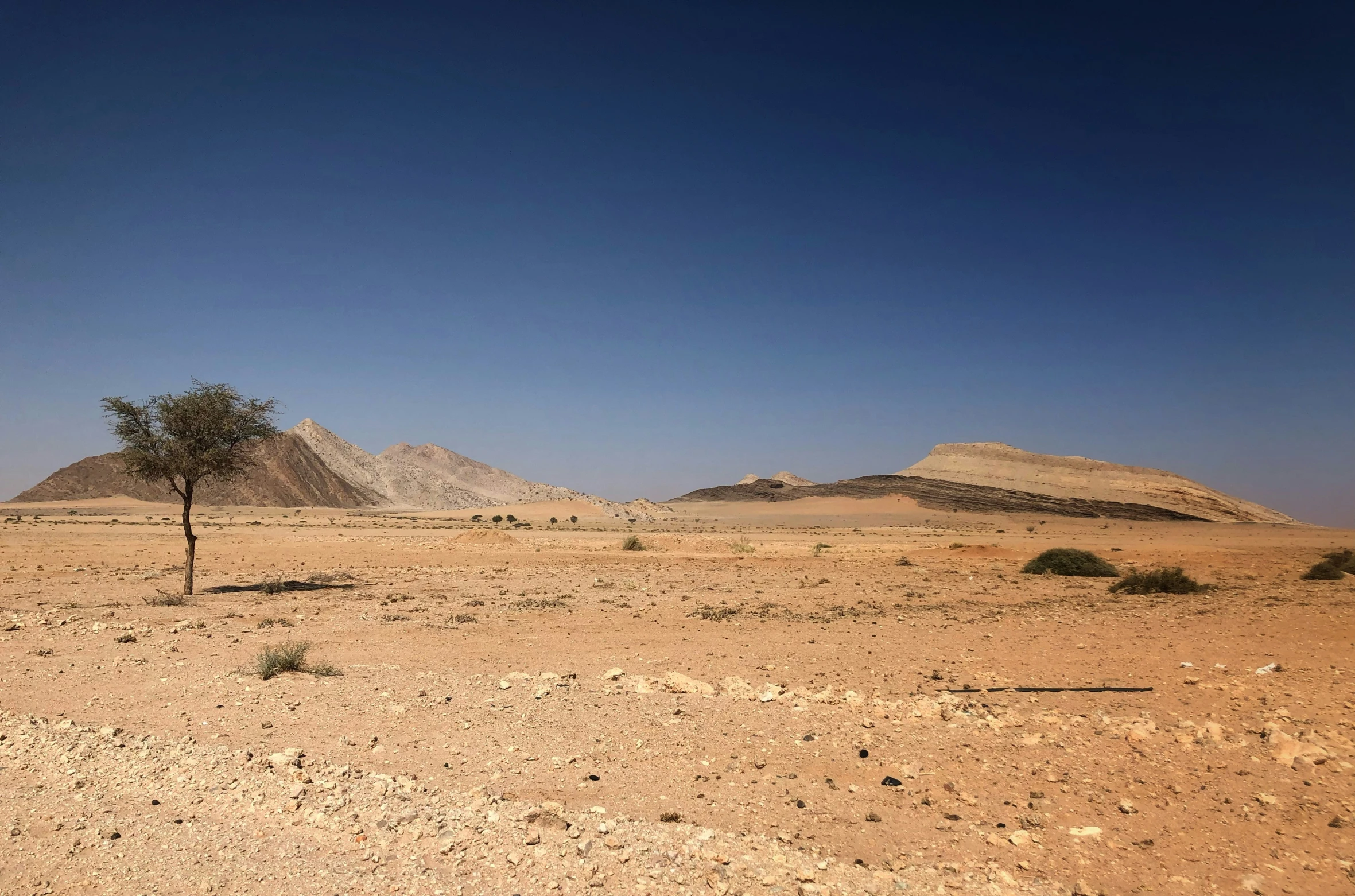 a lone tree in an empty desert during the day