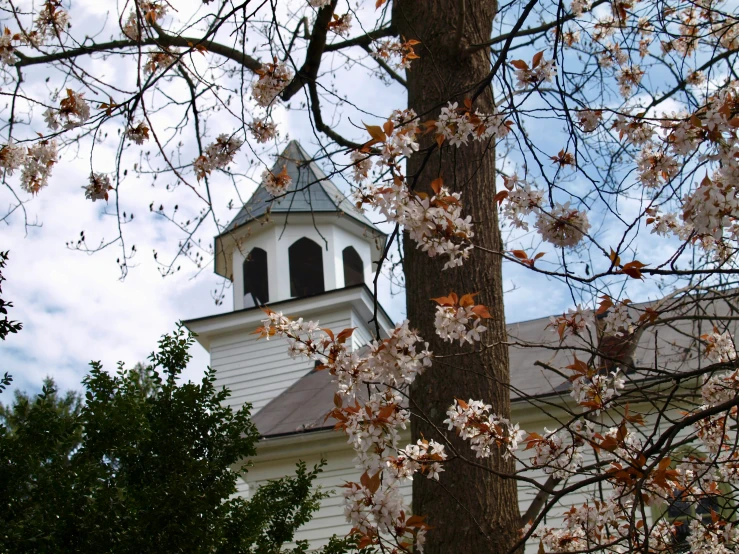 some pretty flowers are by a large white building