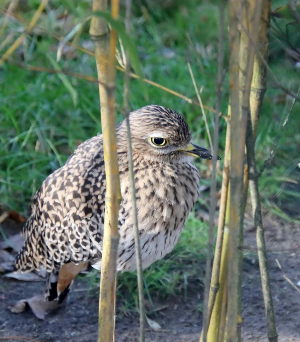 an adult bird standing behind small thin trees