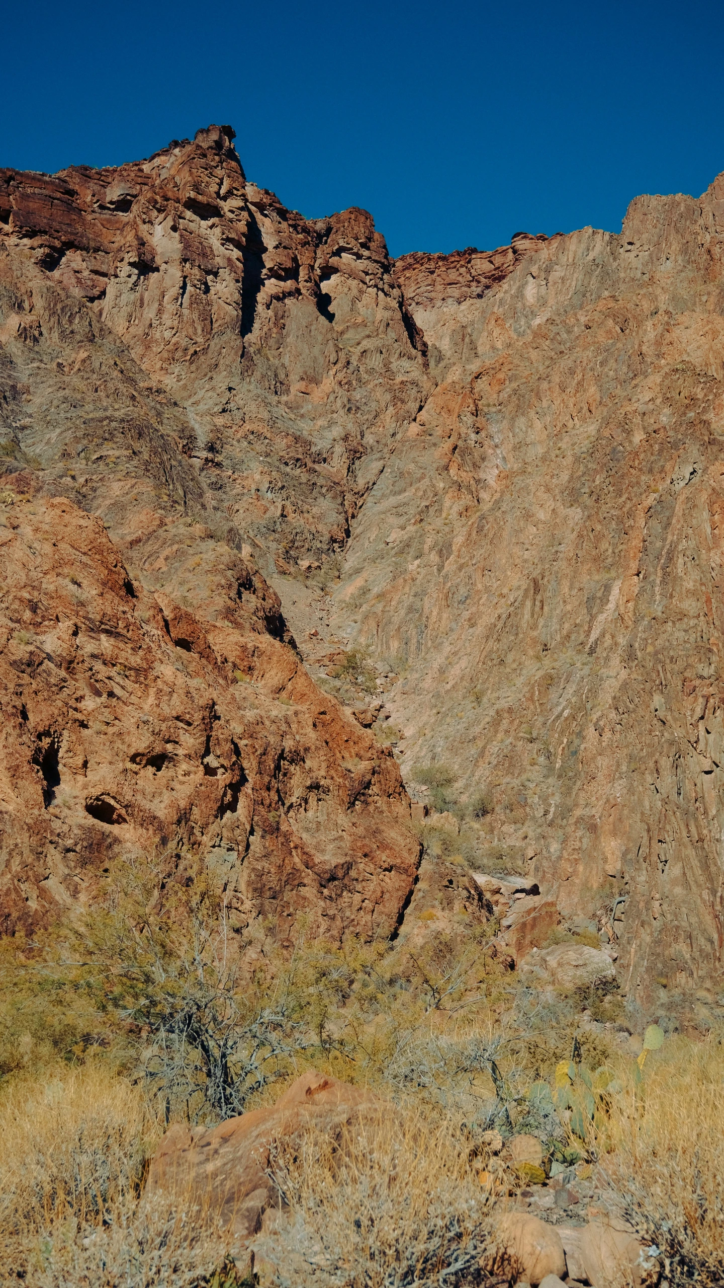 a group of ze walking along a dry hillside