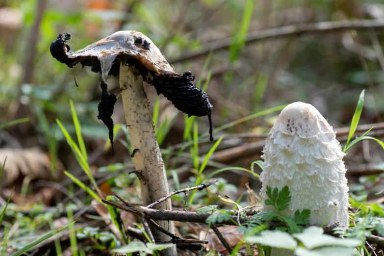 a mushroom sits alone in the grass