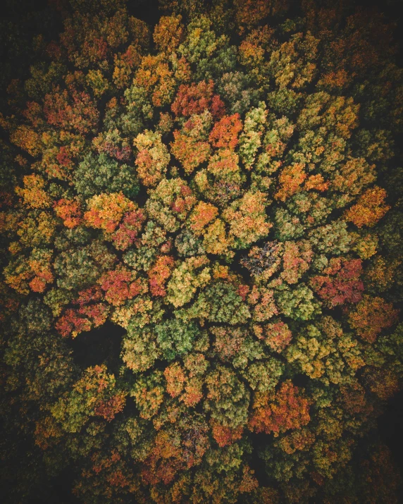 an overhead view of trees in autumn, top down