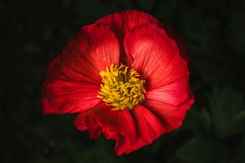 a large red flower with yellow center sitting in the dark