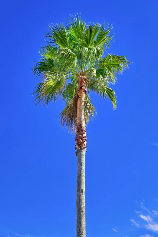 a palm tree with its nches bent down