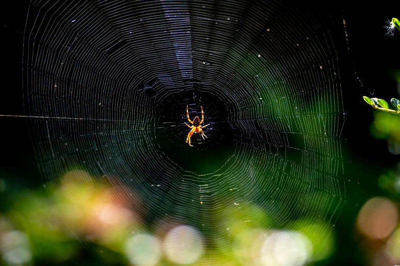 a spider is making a web in a tree