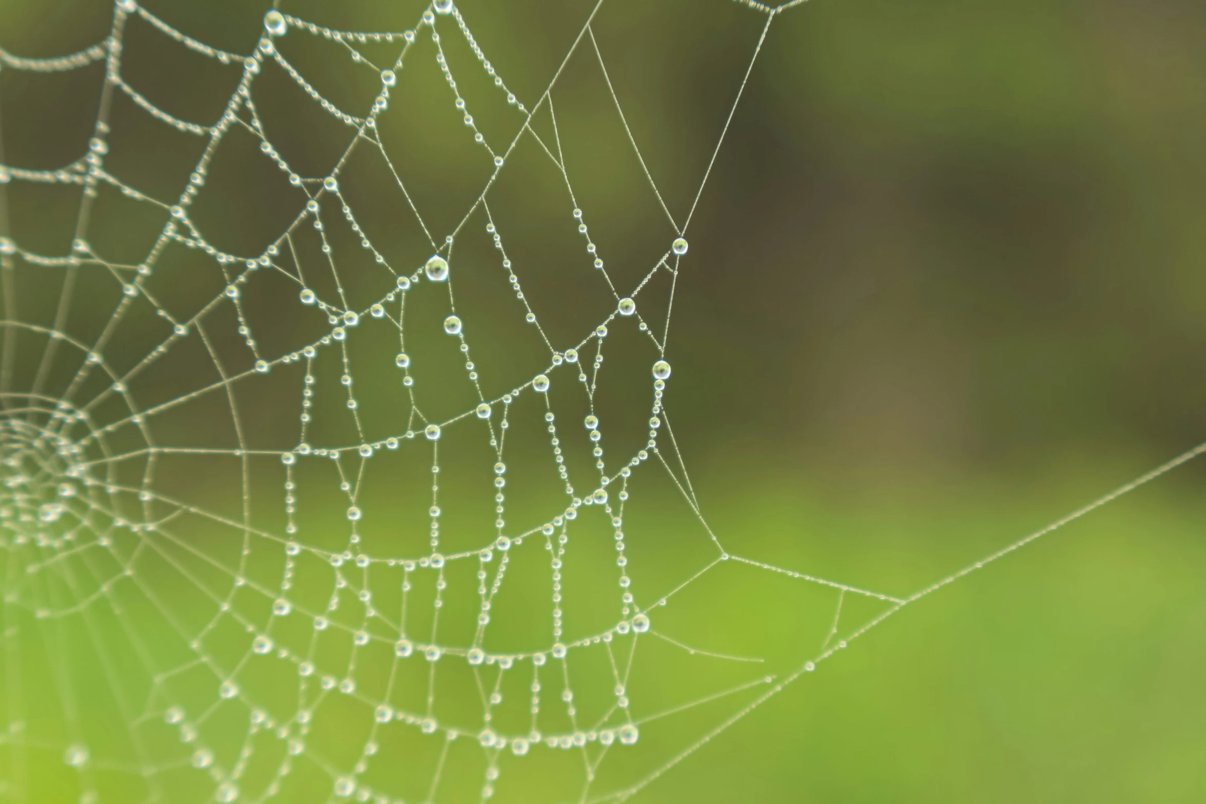 raindrops on a spider web hanging off the side of a field