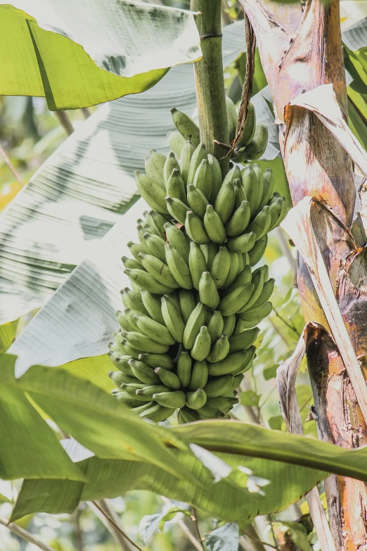 green bananas growing from a tree in a forest