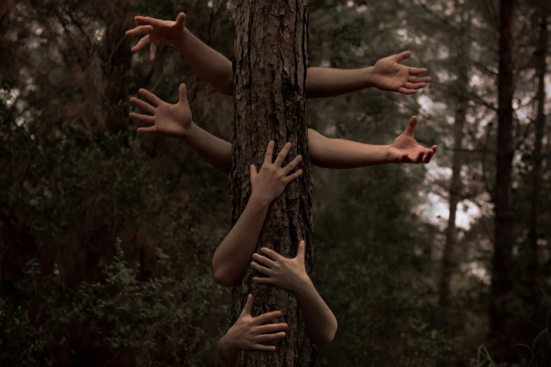 several people reaching up to reach and grab the tree