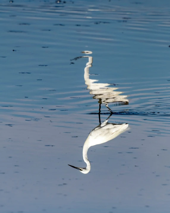 birds are reflected in the water on a sunny day