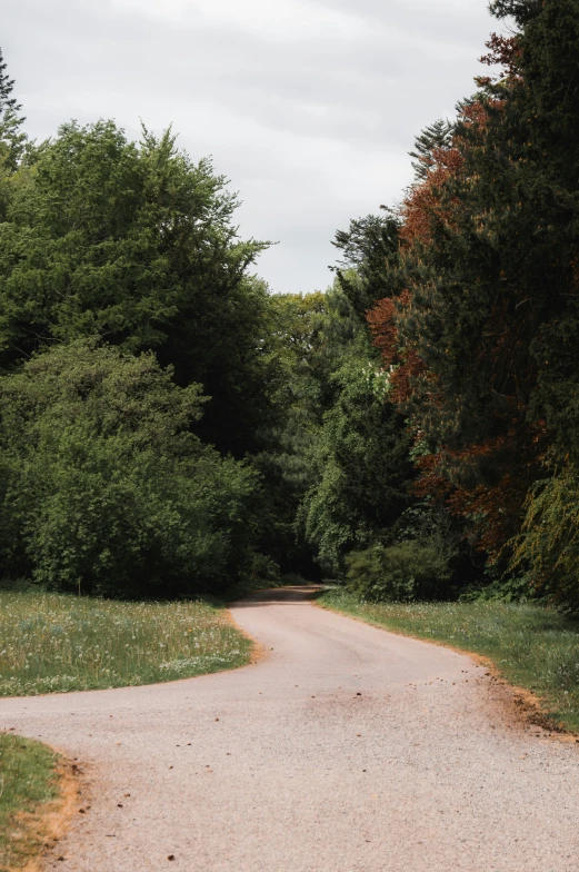 a curved road in front of a line of trees