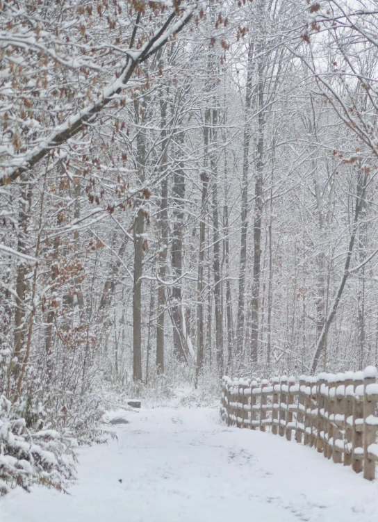 a path through a snowy forest between trees