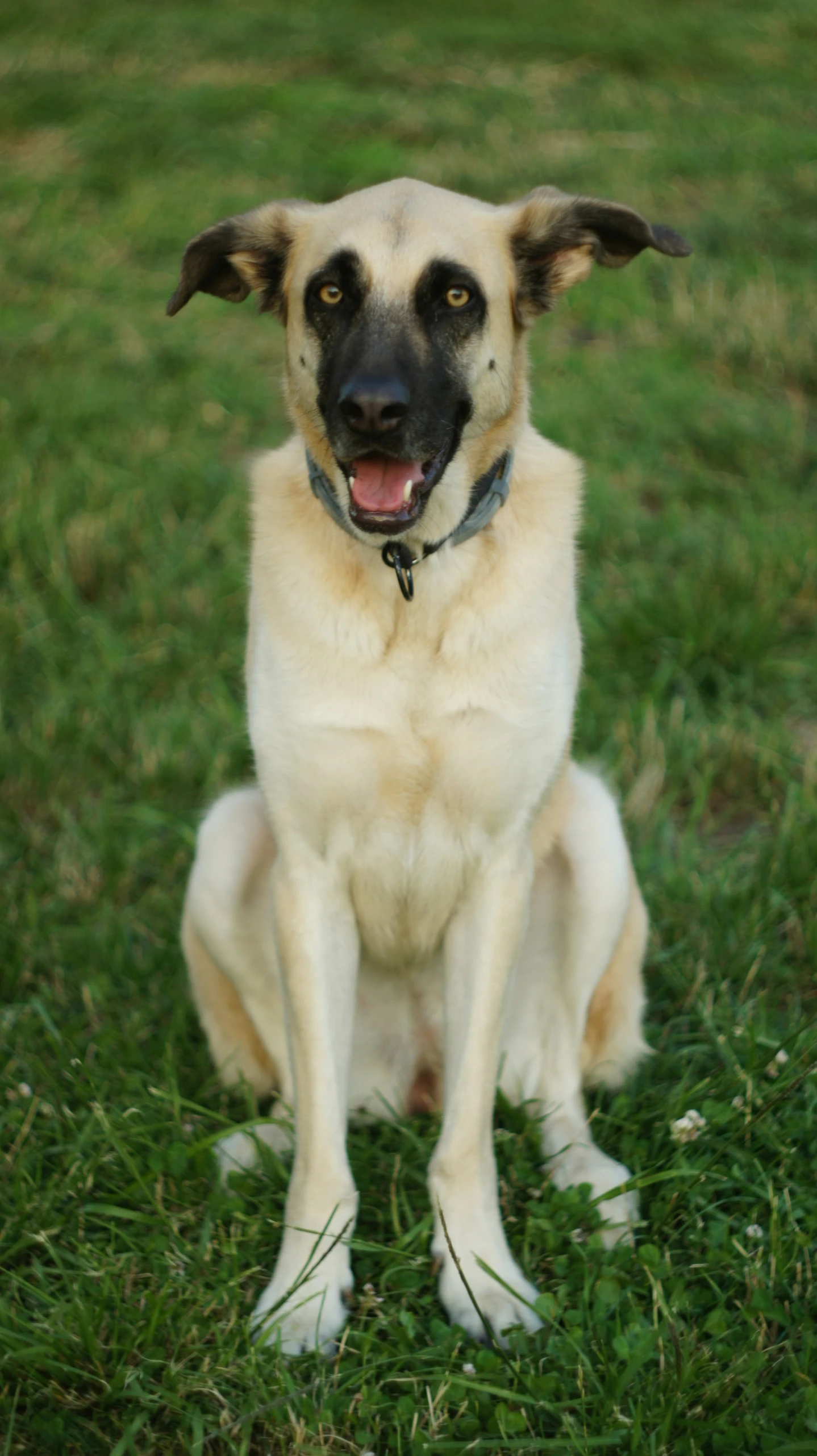 a dog sitting on grass looking alert at the camera