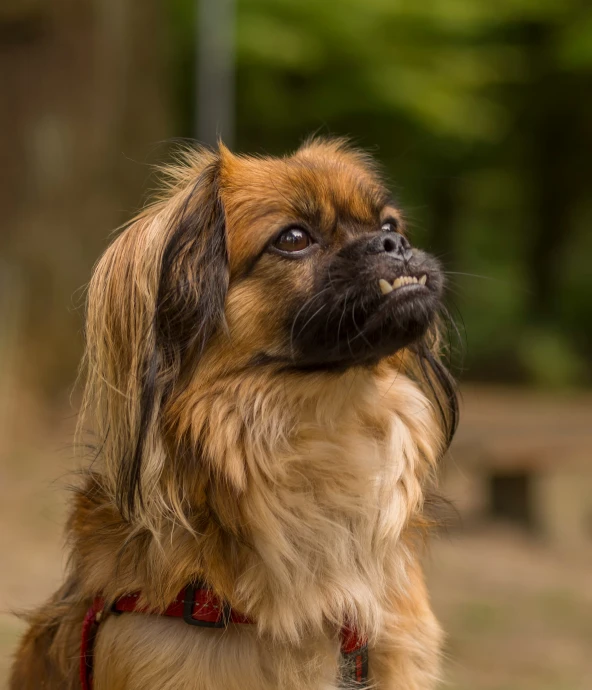 a brown and black dog with long hair looking up