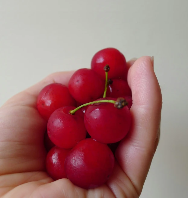 a hand is holding small red berries