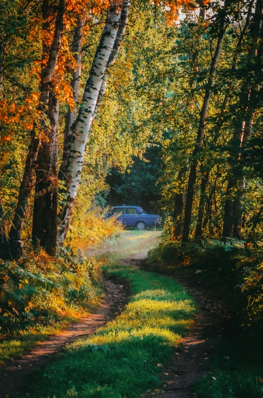 the car drives on a trail in the woods