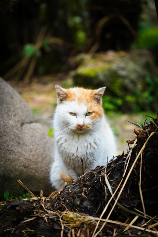 a fluffy orange and white cat sitting next to a large rock