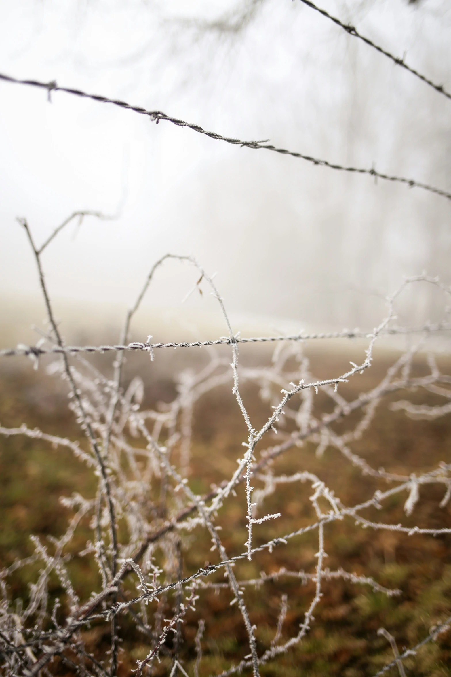 a field covered in dew with grass and bushes behind the fence