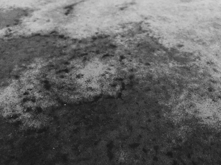 black and white po with snow on ground