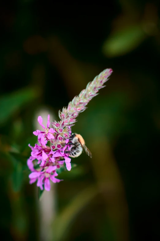 a bee sits on top of a small purple flower