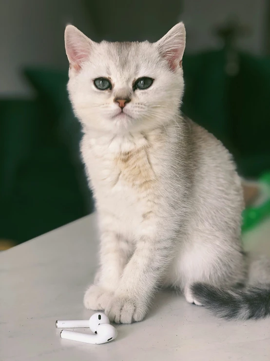 a small white cat sitting on a table next to a wii mote