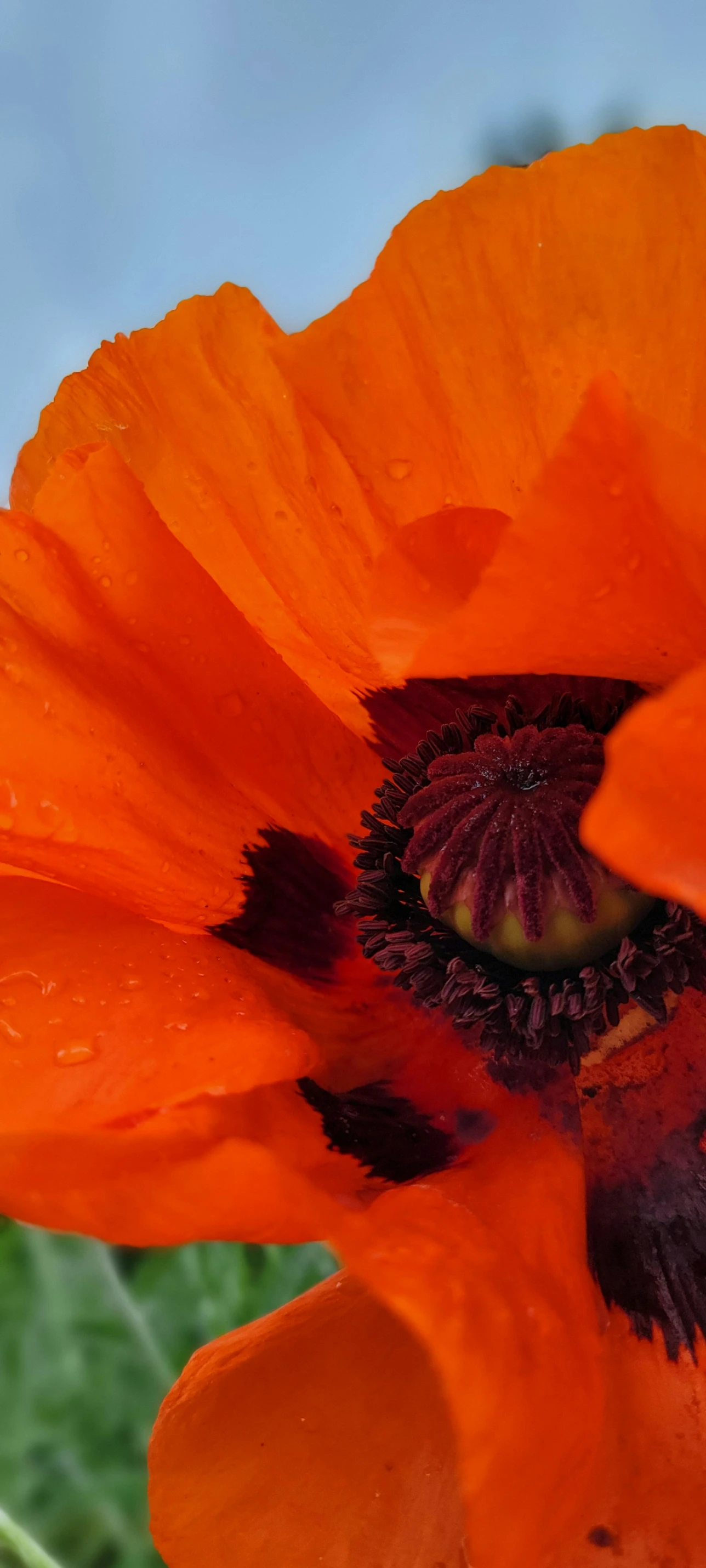 a bright orange flower with dark centers and brown stigma