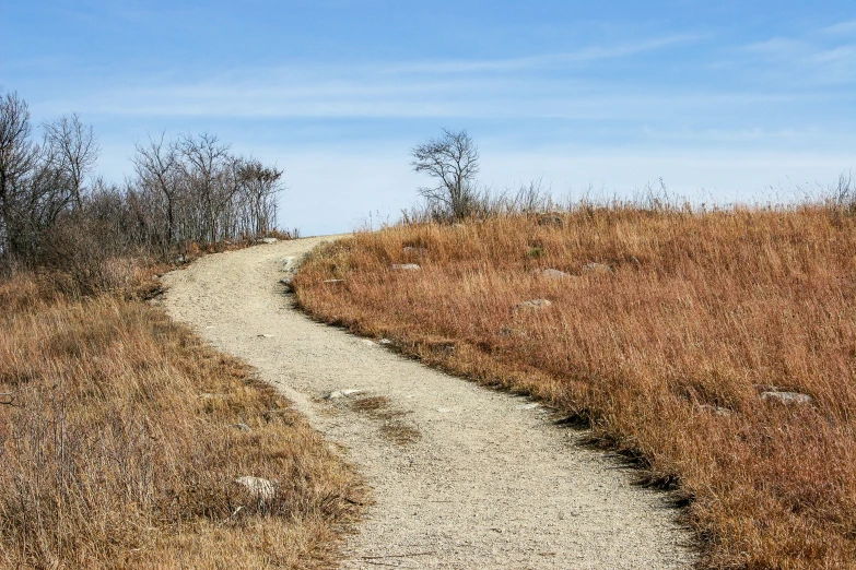 the trail in front of a grassy hill with trees