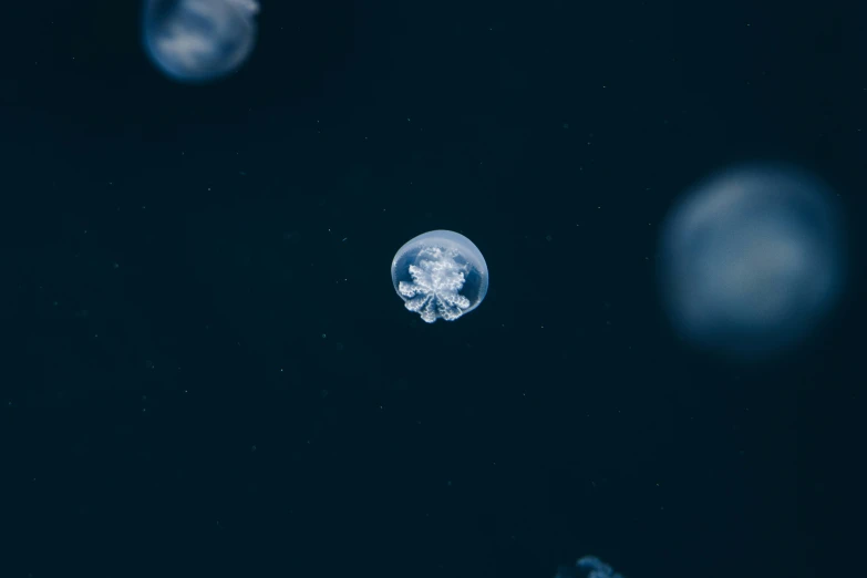 two jellyfish are floating in the dark water