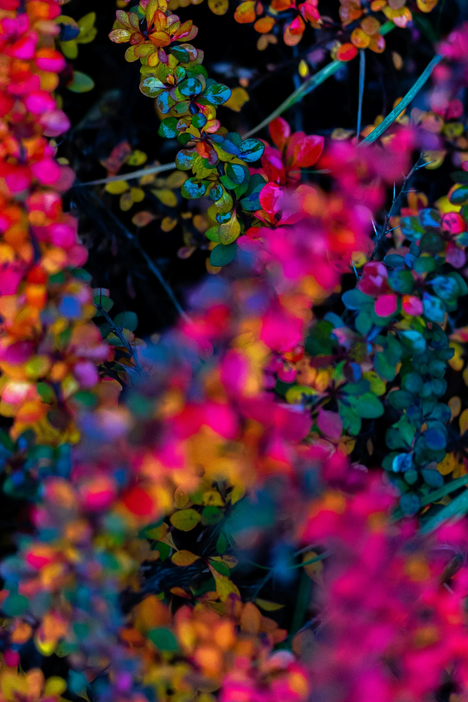 a large bunch of colorful flowers near one another