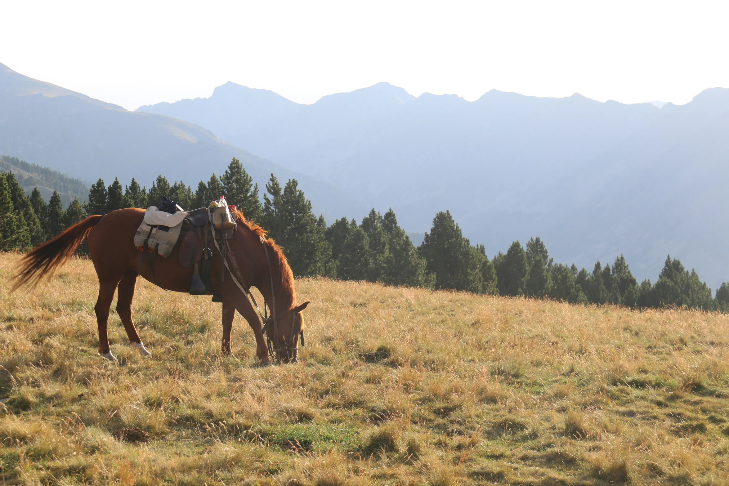 a brown horse eating some grass on the side of a mountain