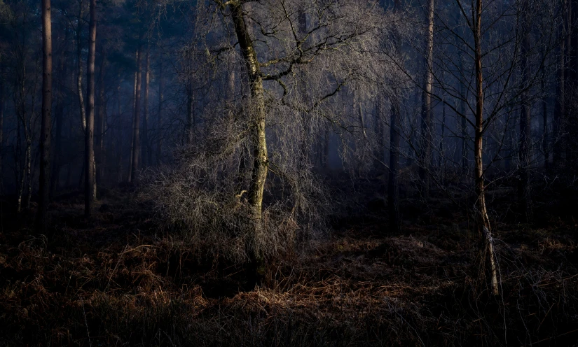 dark woods with tree's all over and a full moon shining down