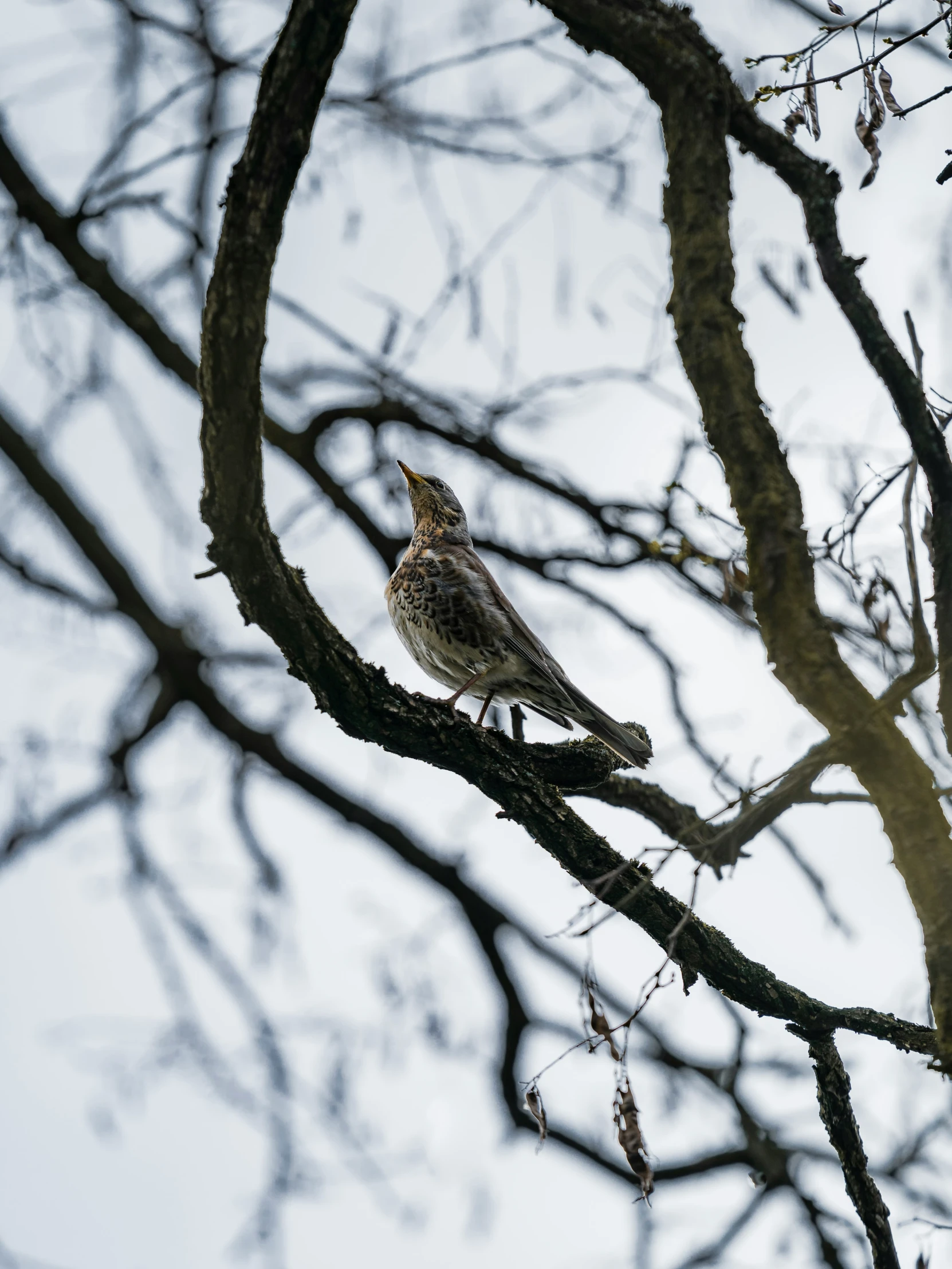 there is a small bird perched in the tree