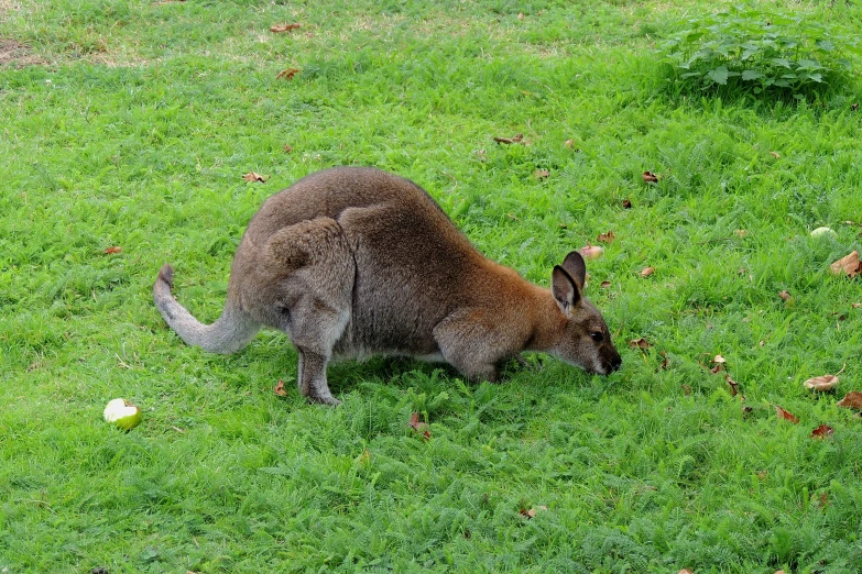 there is a kangaroo in the grass with its head on a tree stump