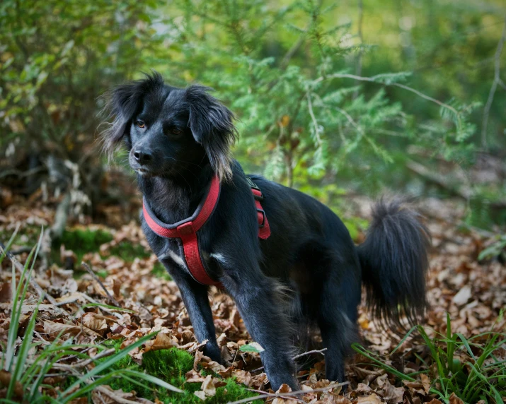 a black dog with a red collar is walking